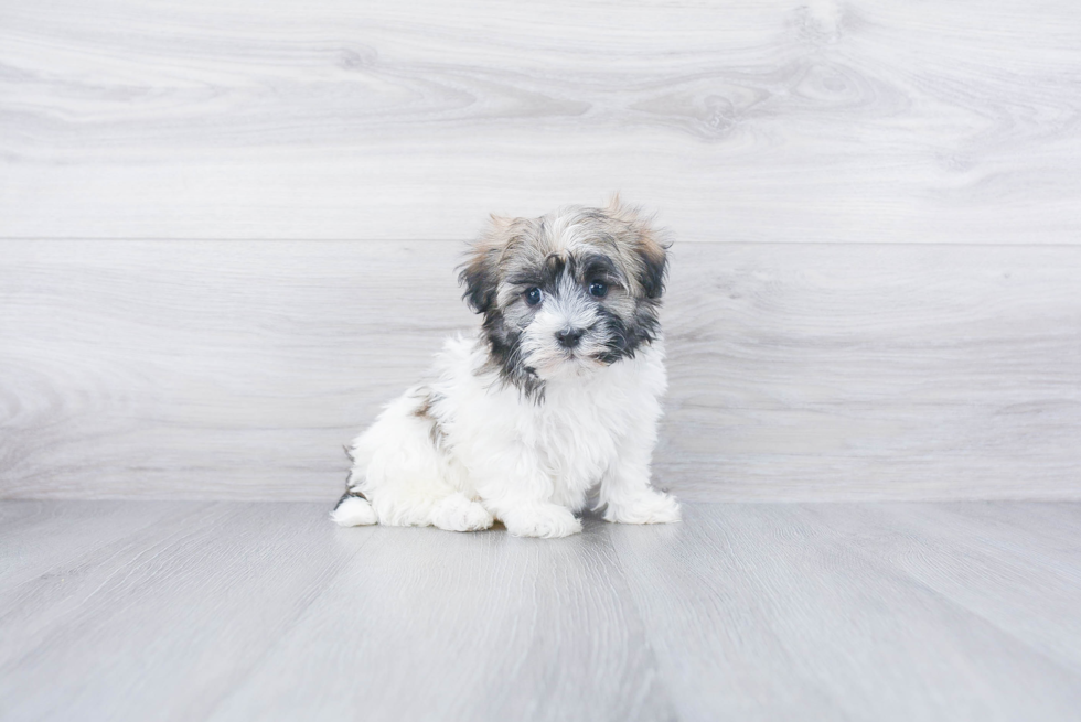 Best Havanese Baby