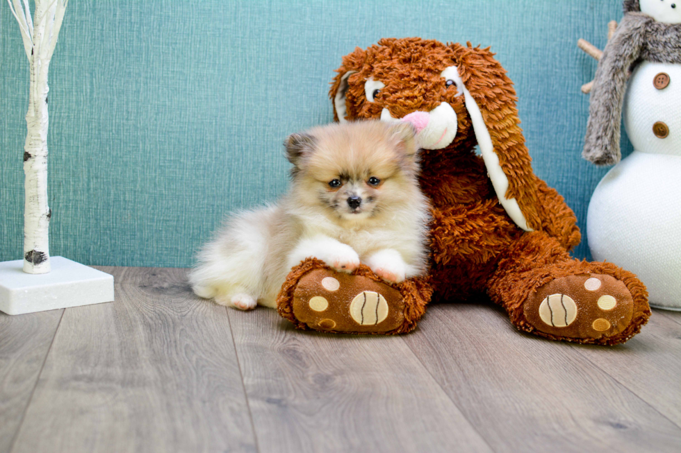 Popular Pomeranian Purebred Pup