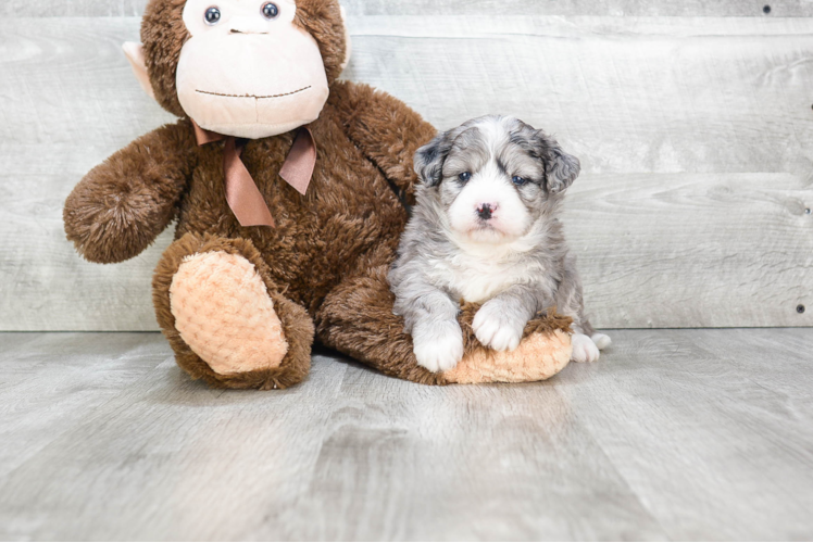 Mini Bernedoodle Puppy for Adoption