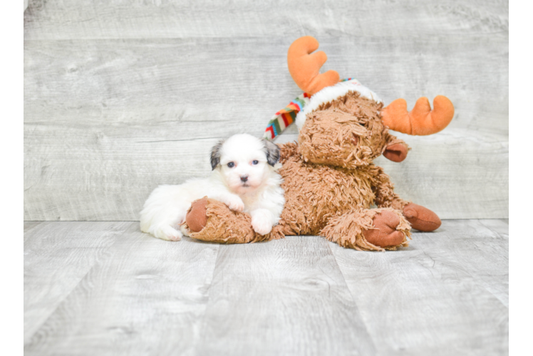 Popular Teddy Bear Designer Pup