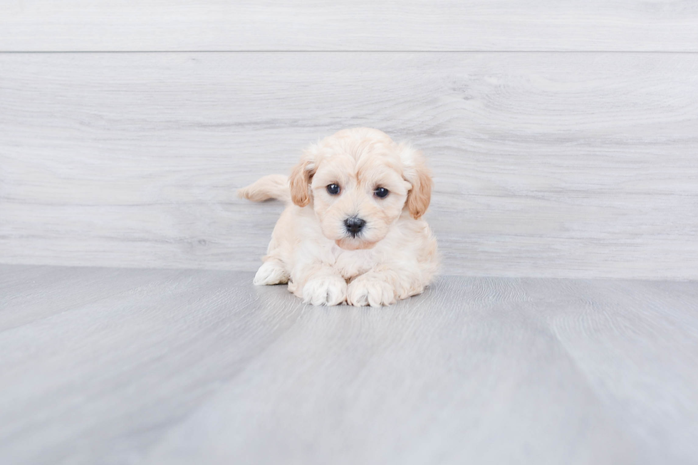 Maltipoo Puppy for Adoption