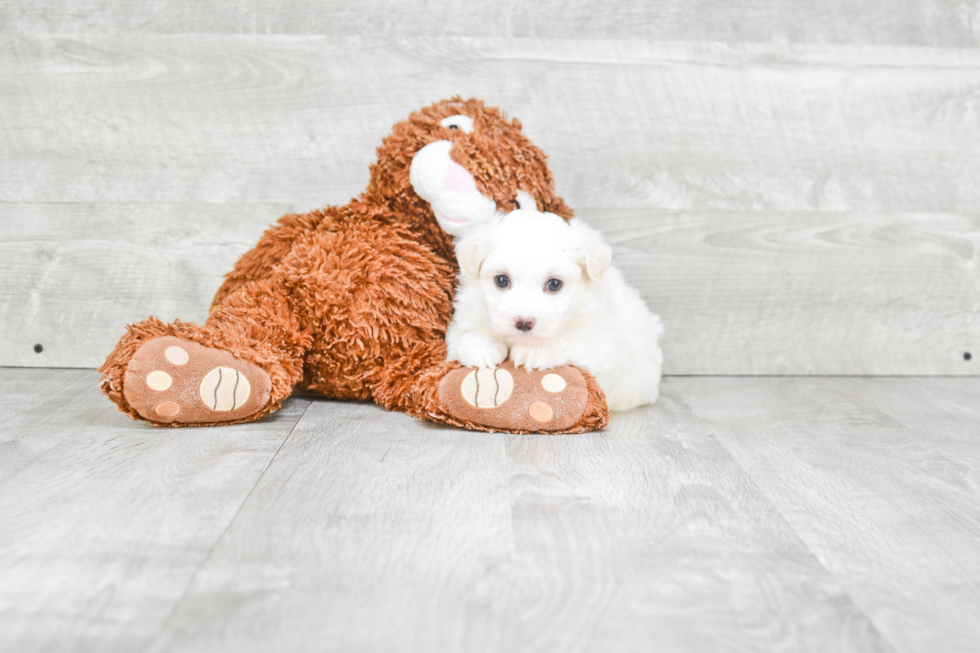 Sweet Havanese Purebred Puppy