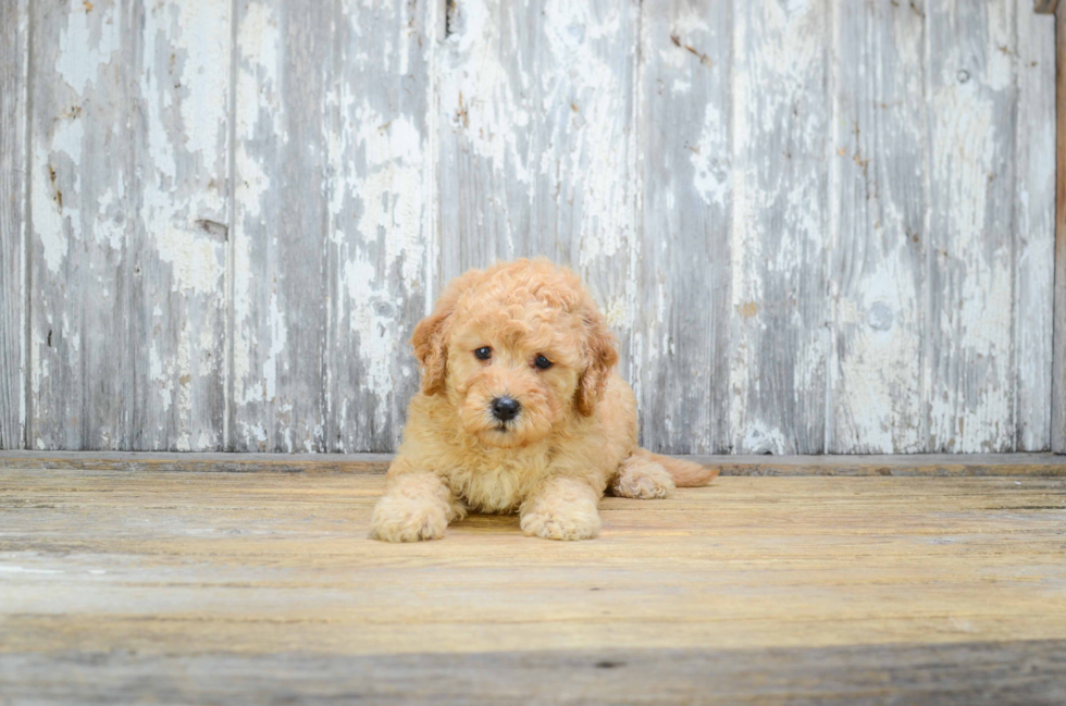 Hypoallergenic Golden Retriever Poodle Mix Puppy