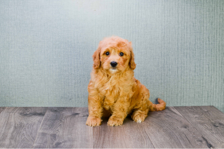 Sweet Mini Goldendoodle Baby