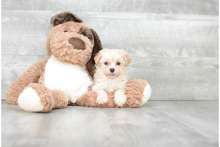 Maltipoo Pup Being Cute