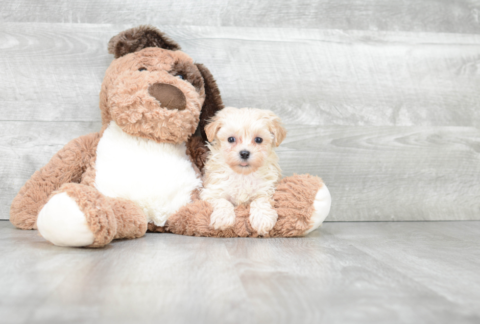 Maltipoo Pup Being Cute