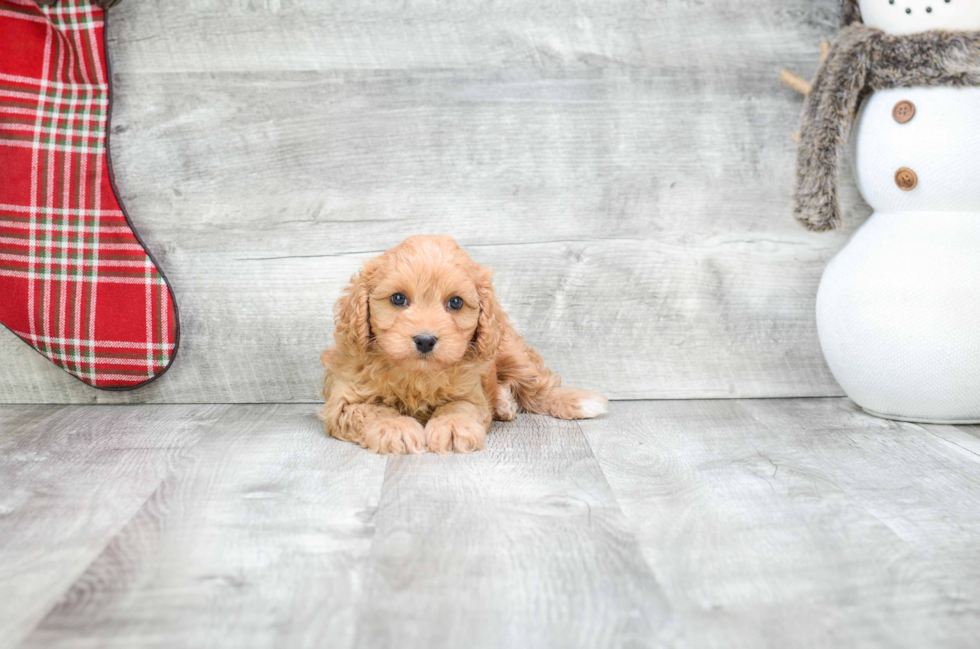 Little Cavoodle Poodle Mix Puppy