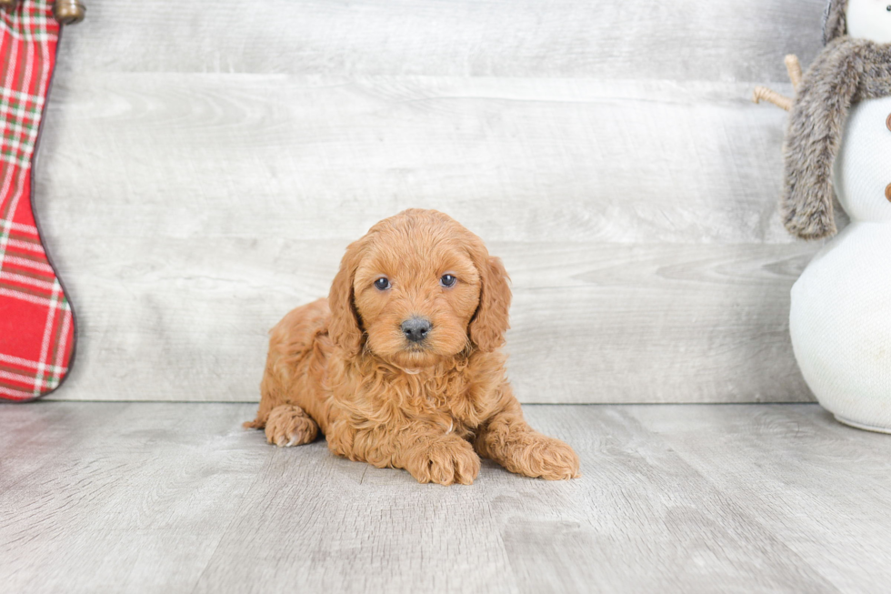 Best Mini Goldendoodle Baby