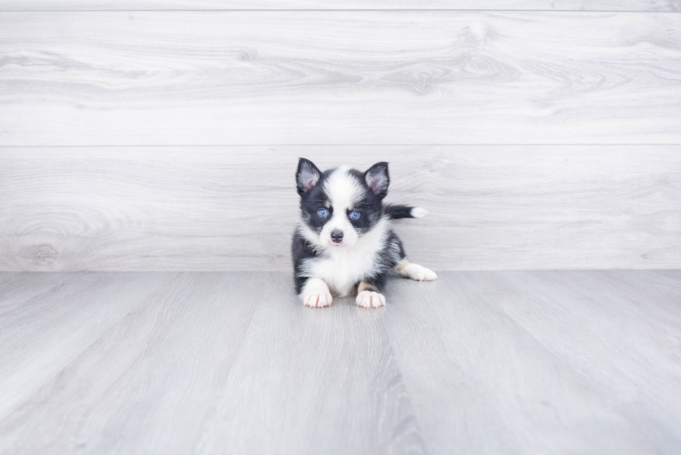 Petite Pomsky Designer Pup