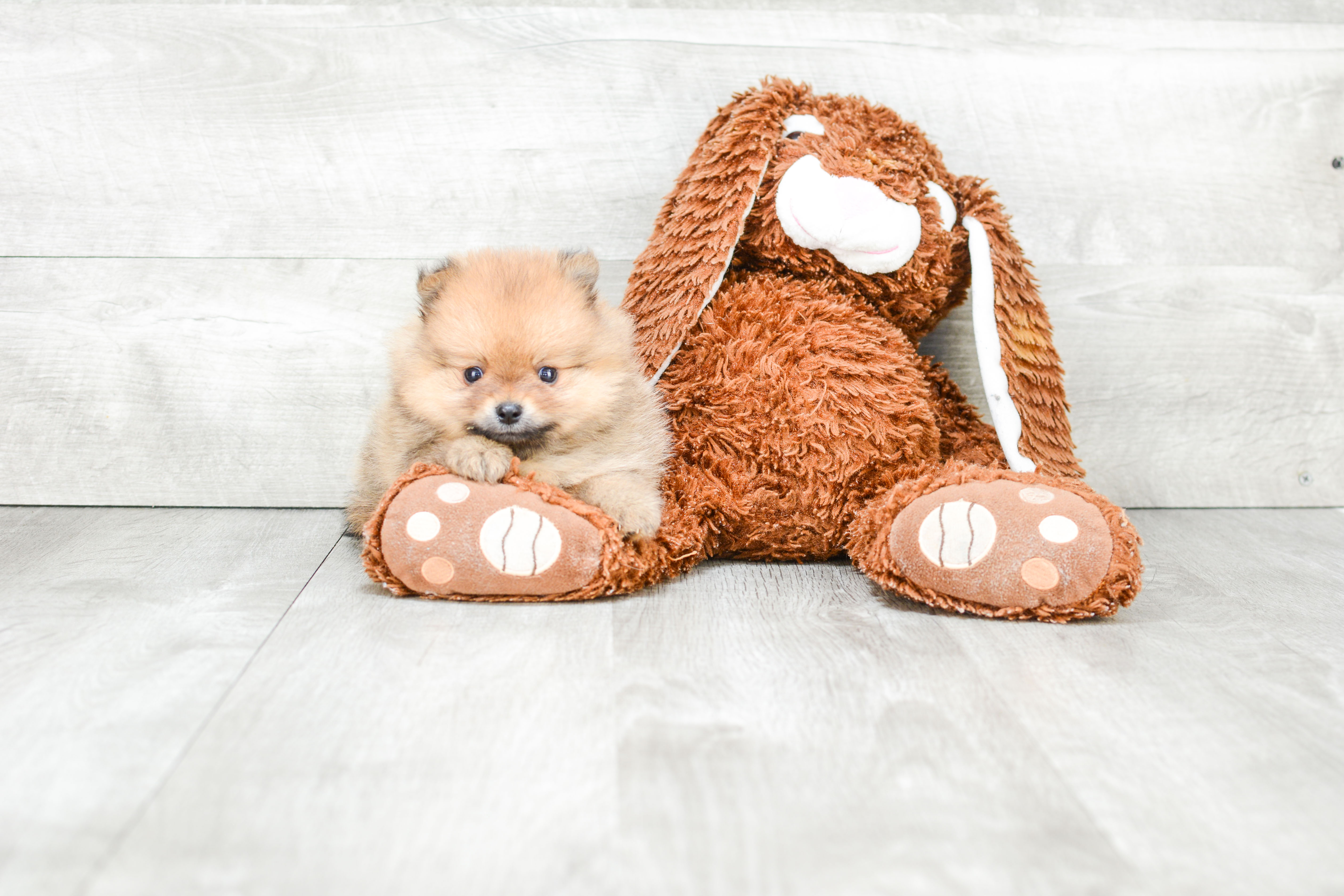 Best Pomeranian Baby