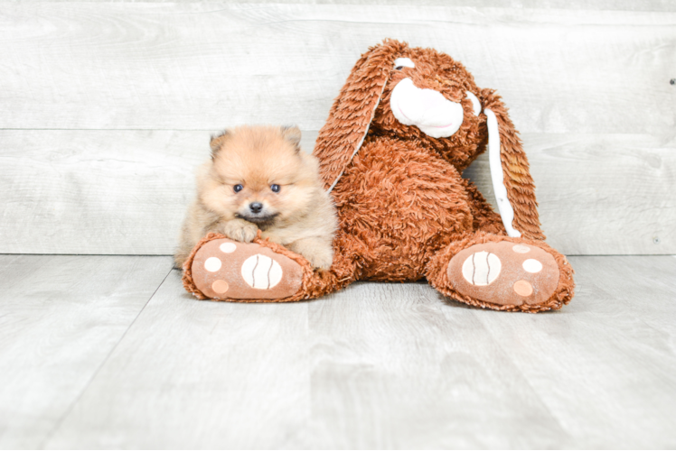 Best Pomeranian Baby