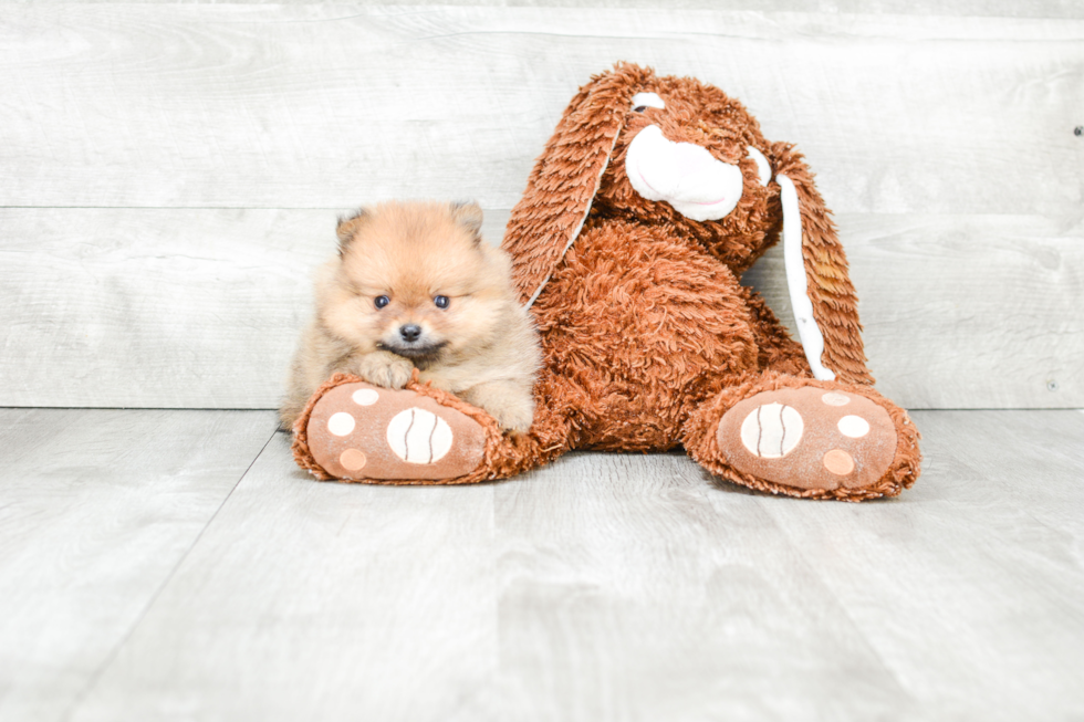 Best Pomeranian Baby