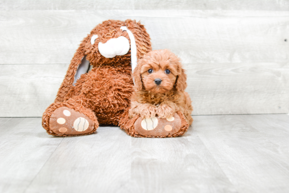 Cavapoo Pup Being Cute