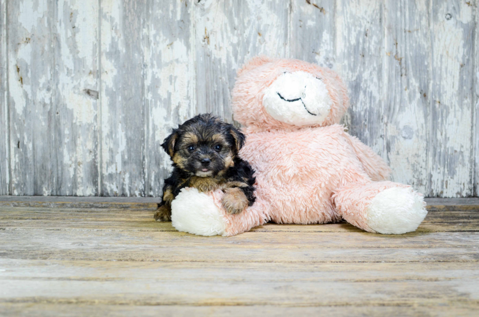 Small Yorkie Poo Baby