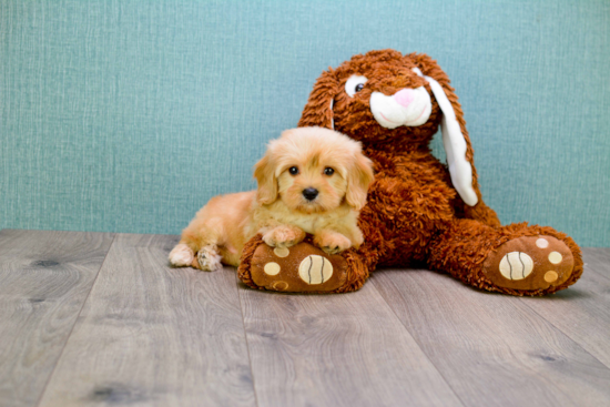 Cavapoo Puppy for Adoption