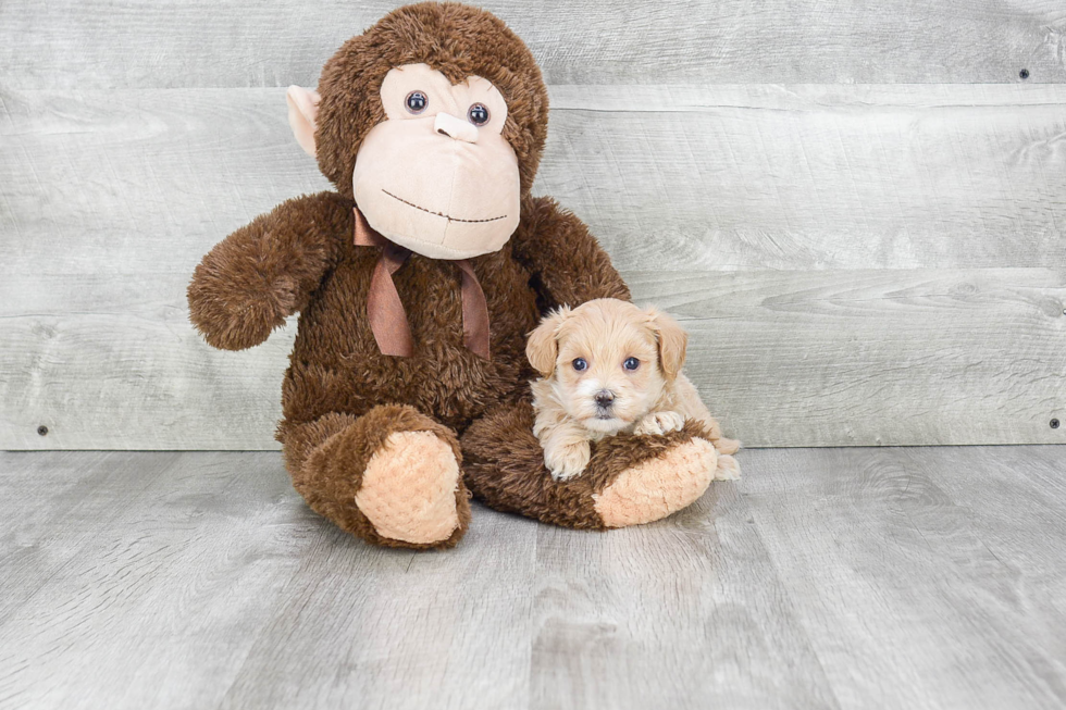 Maltipoo Puppy for Adoption