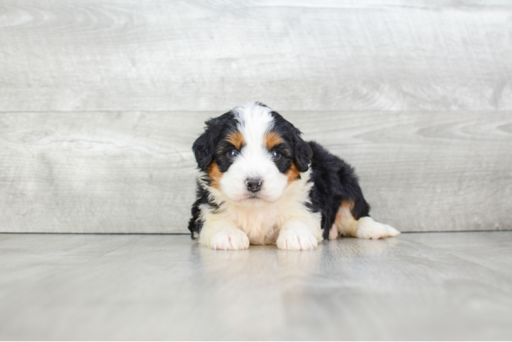 Mini Bernedoodle Pup Being Cute