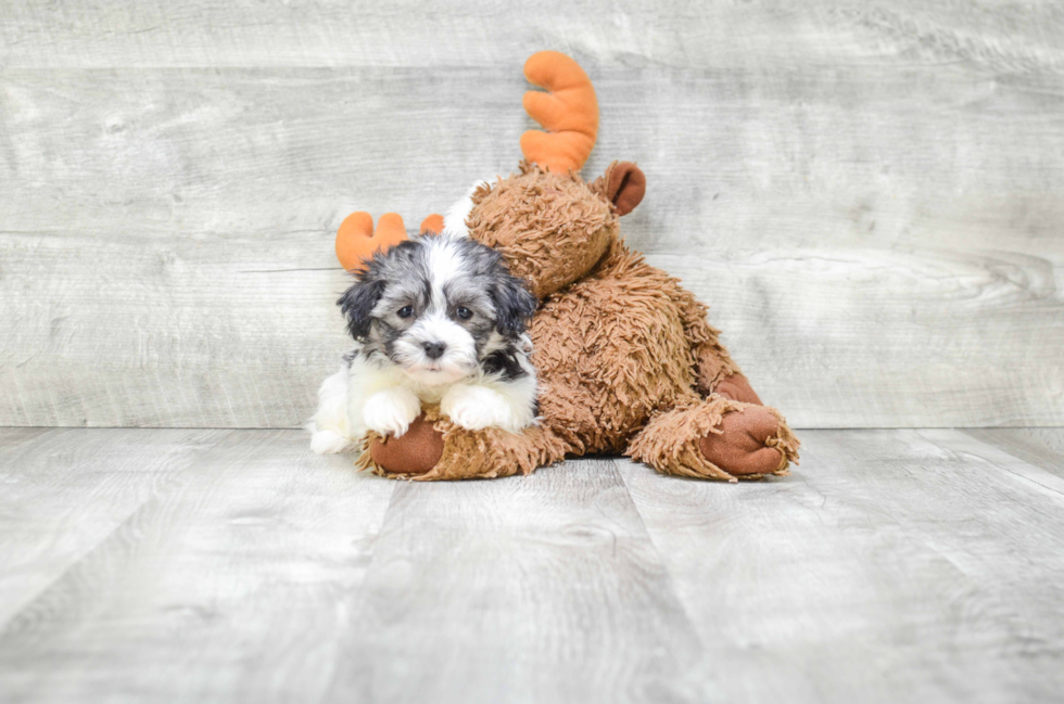 Havanese Pup Being Cute