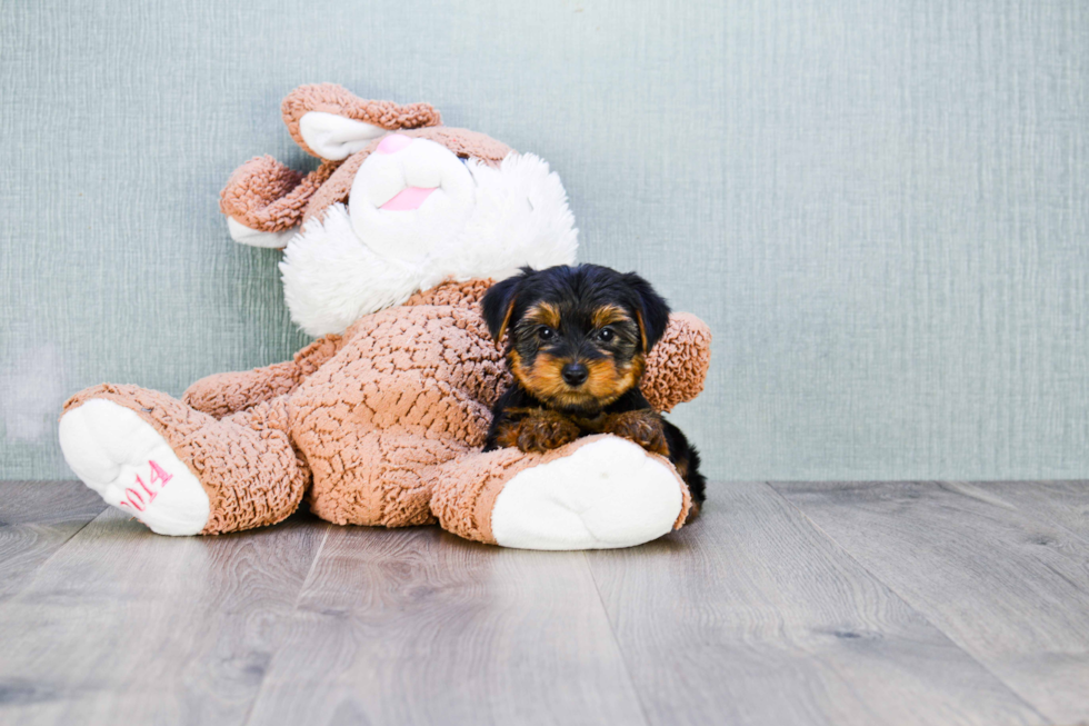 Meet Zoro - our Yorkshire Terrier Puppy Photo 