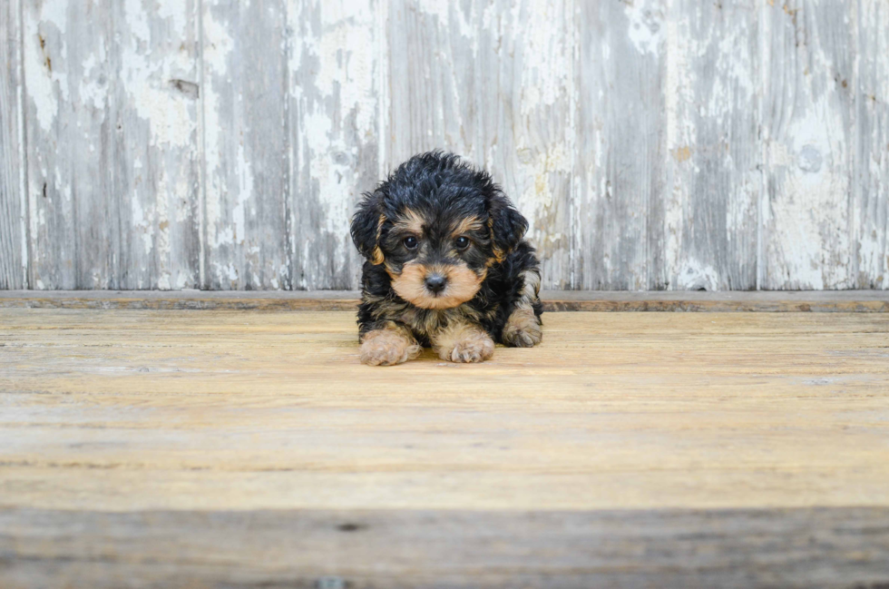 Sweet Yorkie Poo Baby