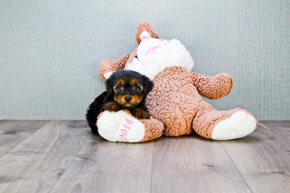 Meet Nugget - our Yorkshire Terrier Puppy Photo 