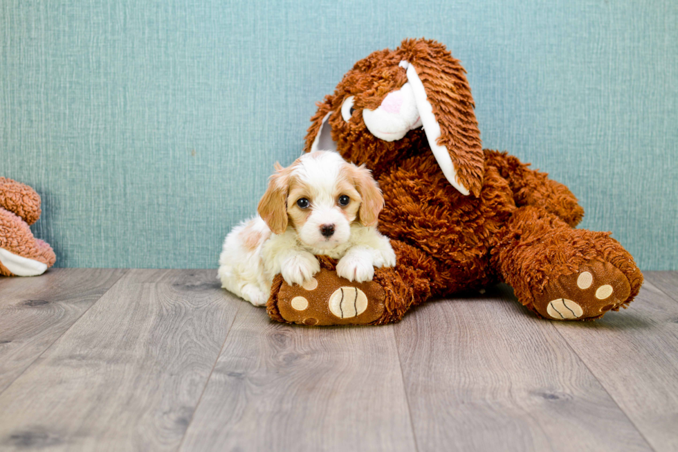 Best Cavachon Baby