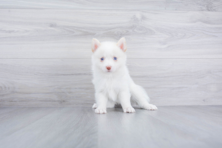 Pomsky Puppy for Adoption