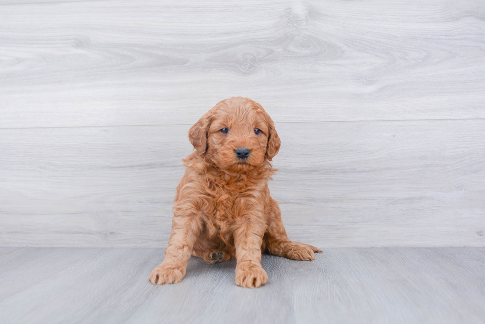 Mini Goldendoodle Pup Being Cute