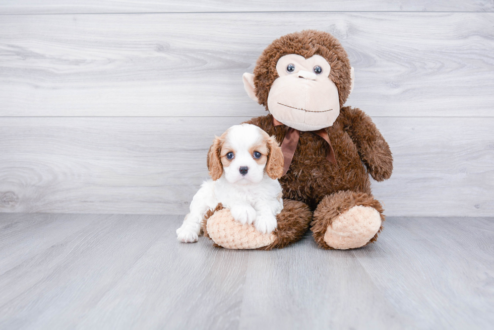 Little Cavalier King Charles Spaniel Baby