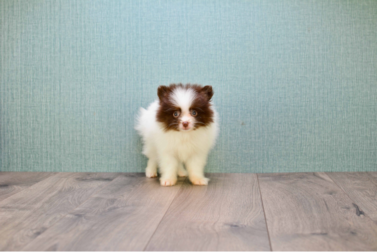 Energetic Pomeranian Purebred Puppy