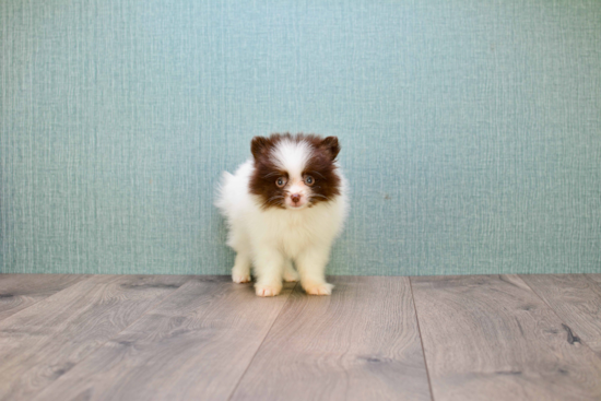 Energetic Pomeranian Purebred Puppy