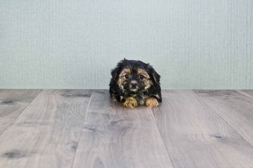 Morkie Puppy for Adoption