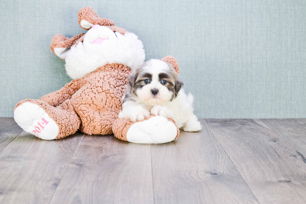 Teddy Bear Pup Being Cute