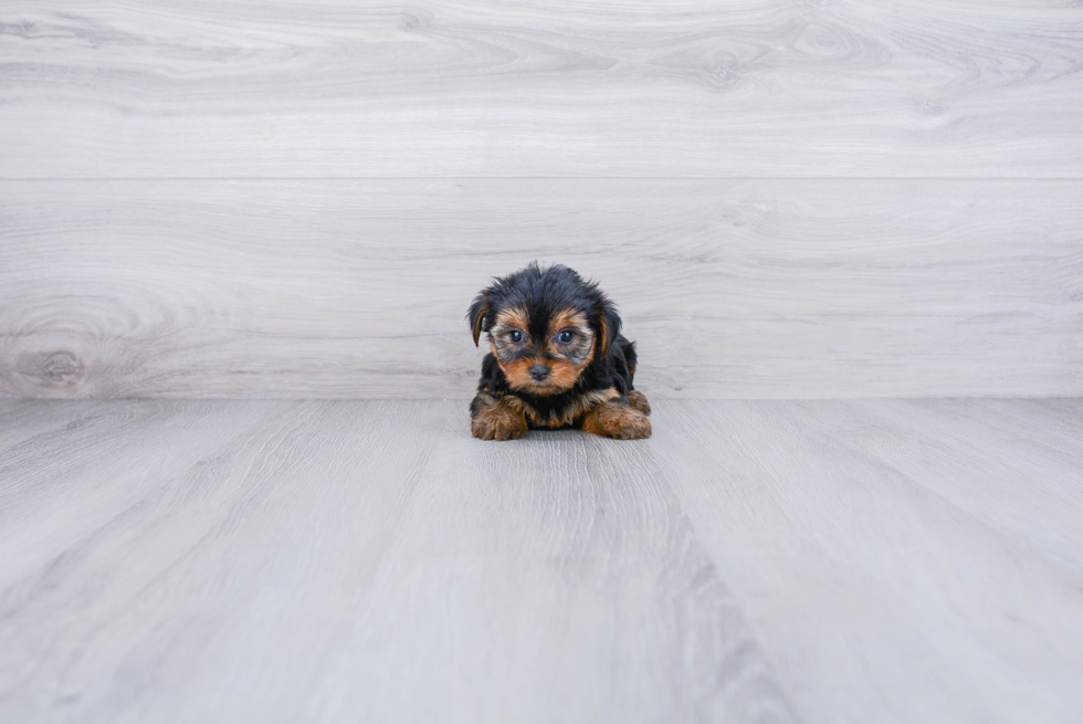 Meet Rebecca - our Yorkshire Terrier Puppy Photo 