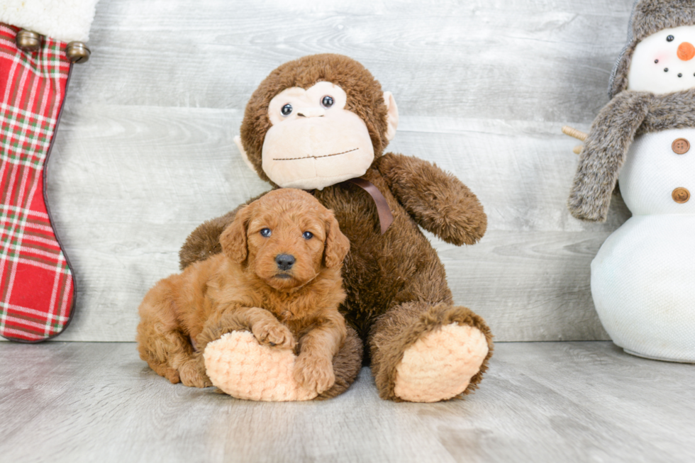 Mini Goldendoodle Puppy for Adoption