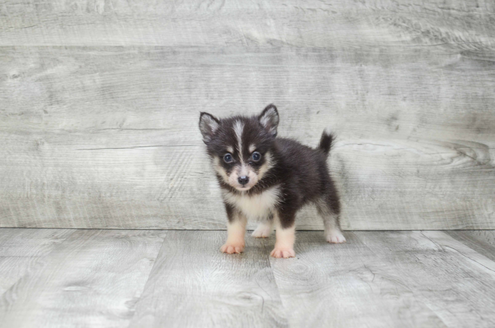 Cute Pomsky Baby