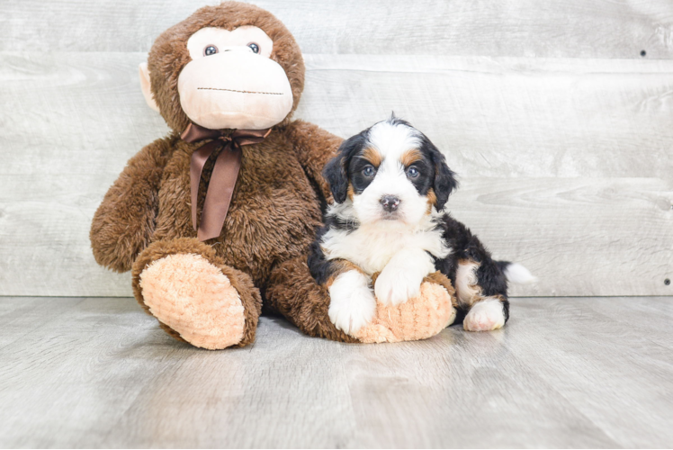 Funny Mini Bernedoodle Poodle Mix Pup