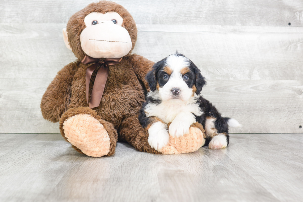 Funny Mini Bernedoodle Poodle Mix Pup