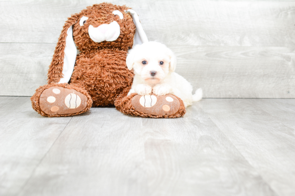 Maltipoo Puppy for Adoption