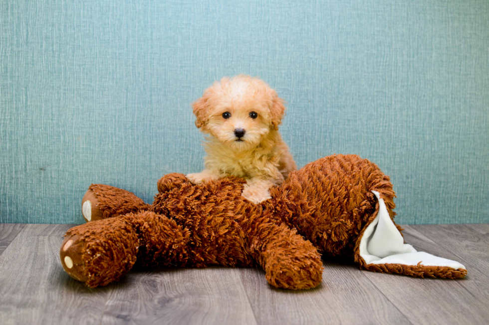 Best Cavapoo Baby