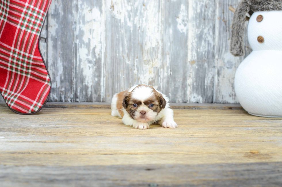 Teddy Bear Pup Being Cute