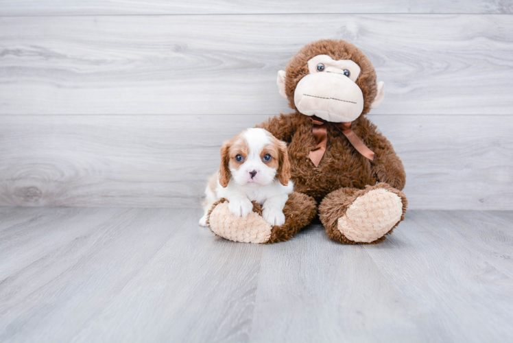 Smart Cavalier King Charles Spaniel Purebred Puppy