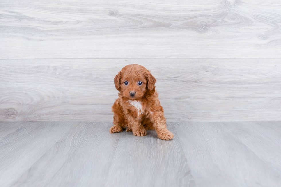 Best Cavapoo Baby