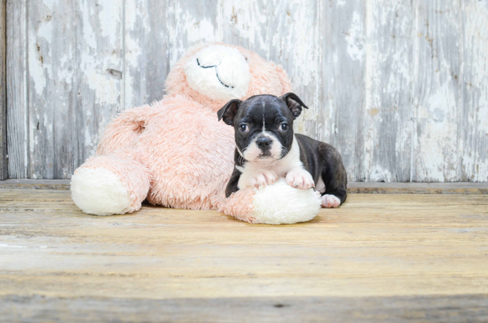 Boston Terrier Puppy for Adoption