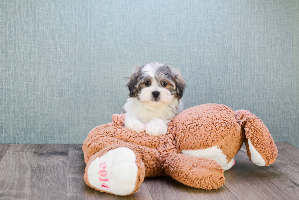 Fluffy Teddy Bear Designer Pup