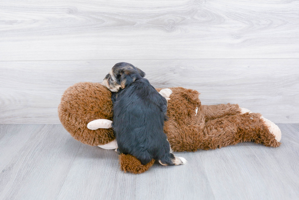 Morkie Pup Being Cute