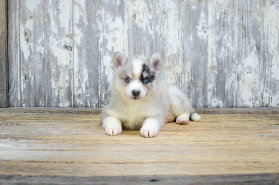 Smart Pomsky Designer Pup