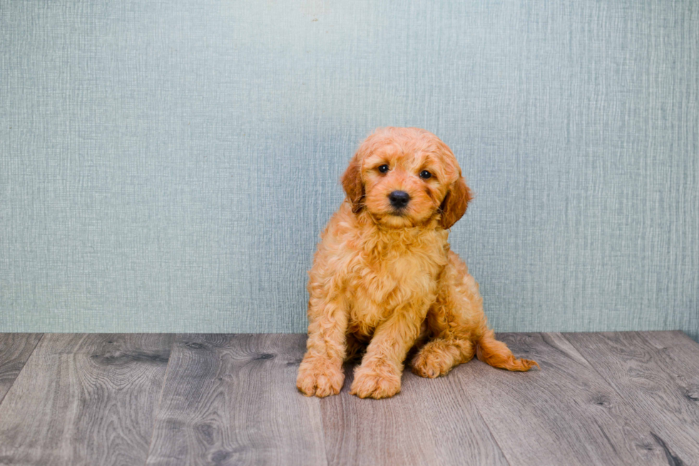 Mini Goldendoodle Pup Being Cute