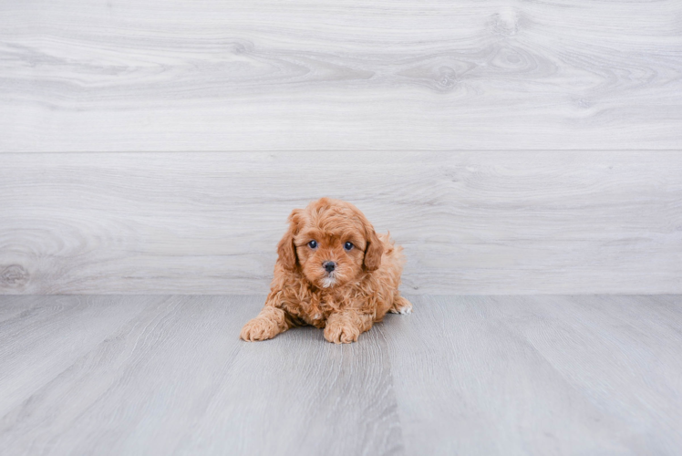 Energetic Cavoodle Poodle Mix Puppy