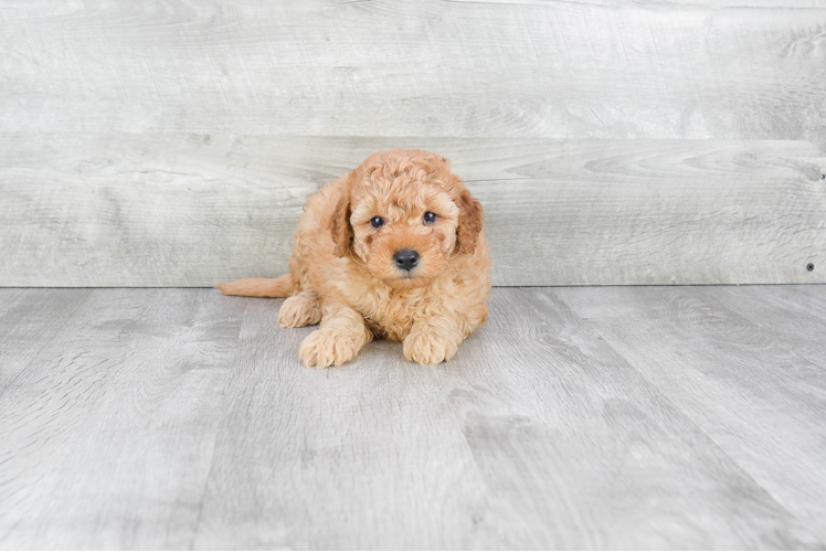 Cute Mini Goldendoodle Baby